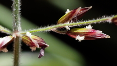 Melica imperfecta