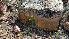 Melica imperfecta