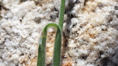 Melica imperfecta