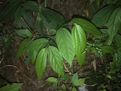 Microcos paniculata