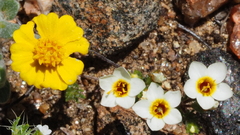 Leptosiphon lemmonii