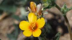 Mentzelia montana