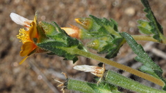 Mentzelia montana
