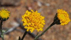 Chaenactis glabriuscula glabriuscula