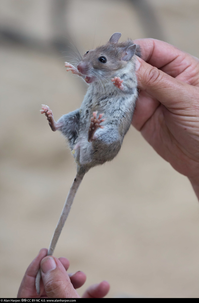 Bryant's Woodrat (Neotoma bryanti) - Know Your Mammals