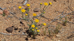 Chaenactis glabriuscula glabriuscula