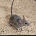 Rata Cambalachera de Las Californias - Photo (c) Alan Harper, algunos derechos reservados (CC BY-NC)