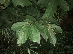 Microcos paniculata