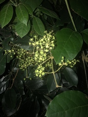 Heptapleurum heptaphyllum