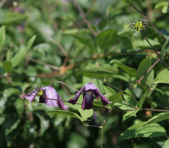 Clematis viticella