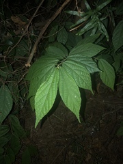 Microcos paniculata