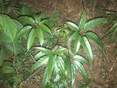 Heptapleurum heptaphyllum