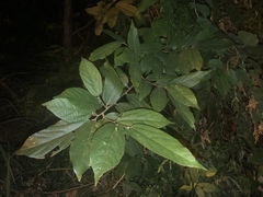 Microcos paniculata