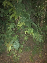 Microcos paniculata