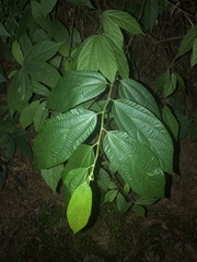 Microcos paniculata