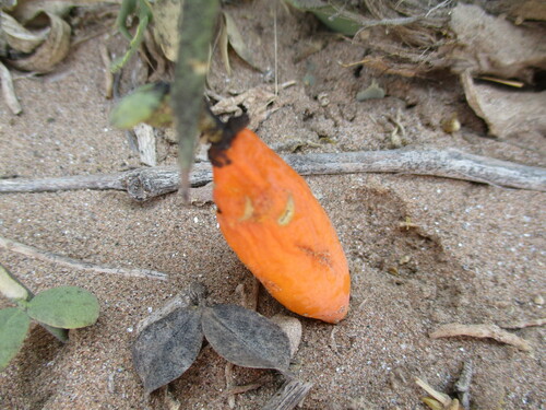 Image of Balanites angolensis by no rights reserved