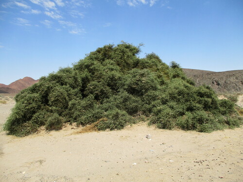 Image of Angola Greenthorn (Balanites angolensis) by no rights reserved