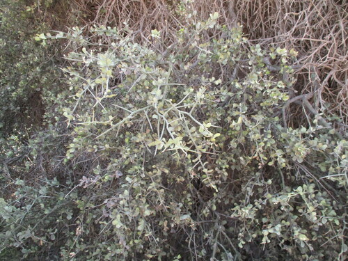 Balanites angolensis image
