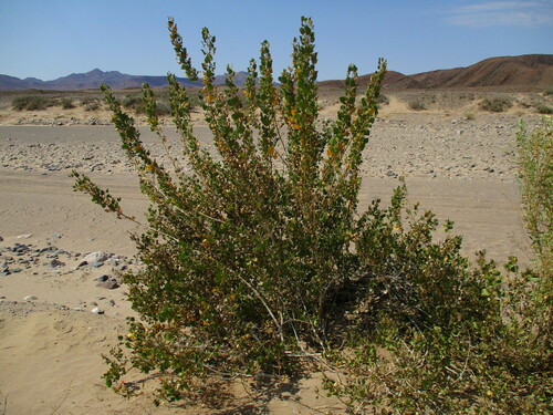 Image of Petalidium coccineum by no rights reserved