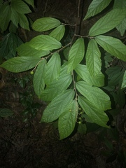 Microcos paniculata