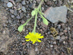 Osteospermum microcarpum subsp. septentrionale image