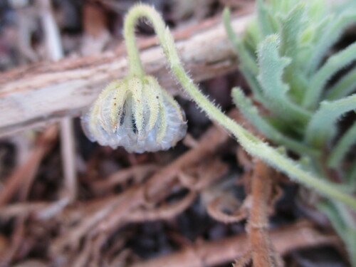 Osteospermum microcarpum subsp. septentrionale image