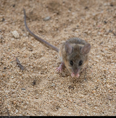 Peromyscus eva