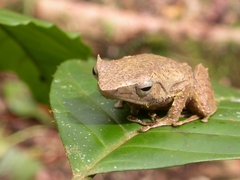 Sphenophryne cornuta