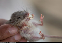 Dalquest's Pocket Mouse photo 2