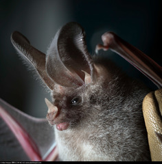 Macrotus californicus