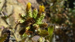 Hazardia squarrosa grindelioides