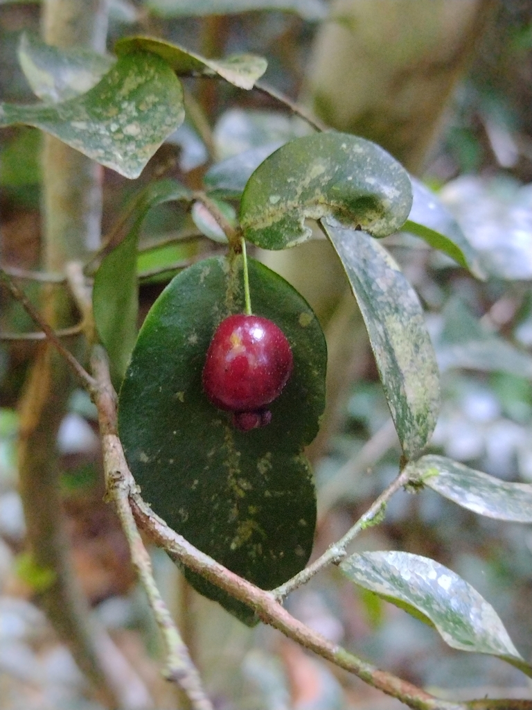 Eugenia hirta