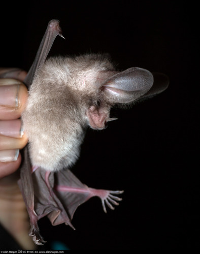 California Leaf-nosed Bat