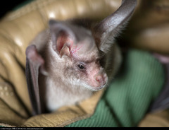 Macrotus californicus