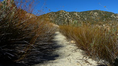 Cordylanthus rigidus setigerus