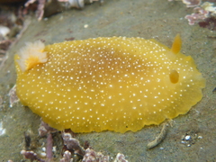 Doriopsilla albopunctata