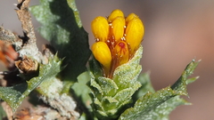 Hazardia squarrosa grindelioides