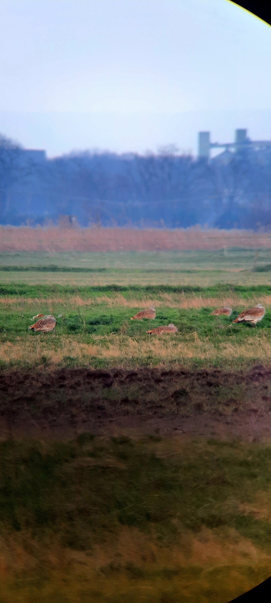 Great Bustard