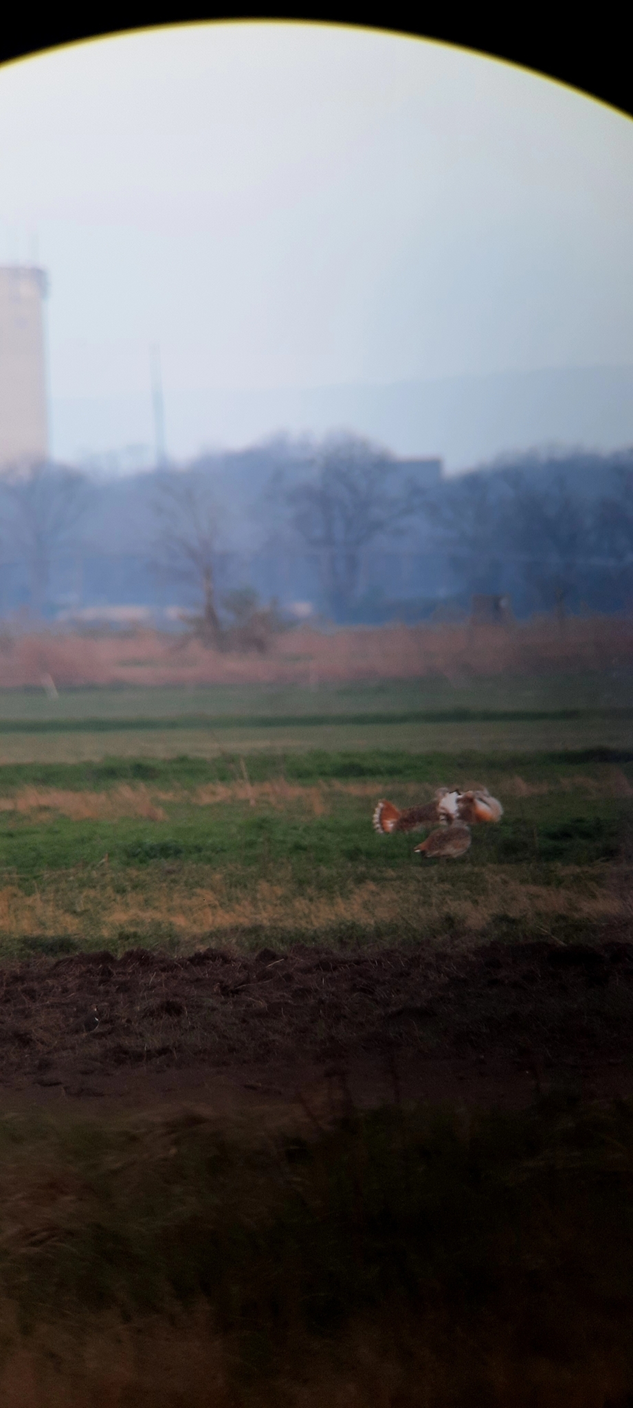 Great Bustard