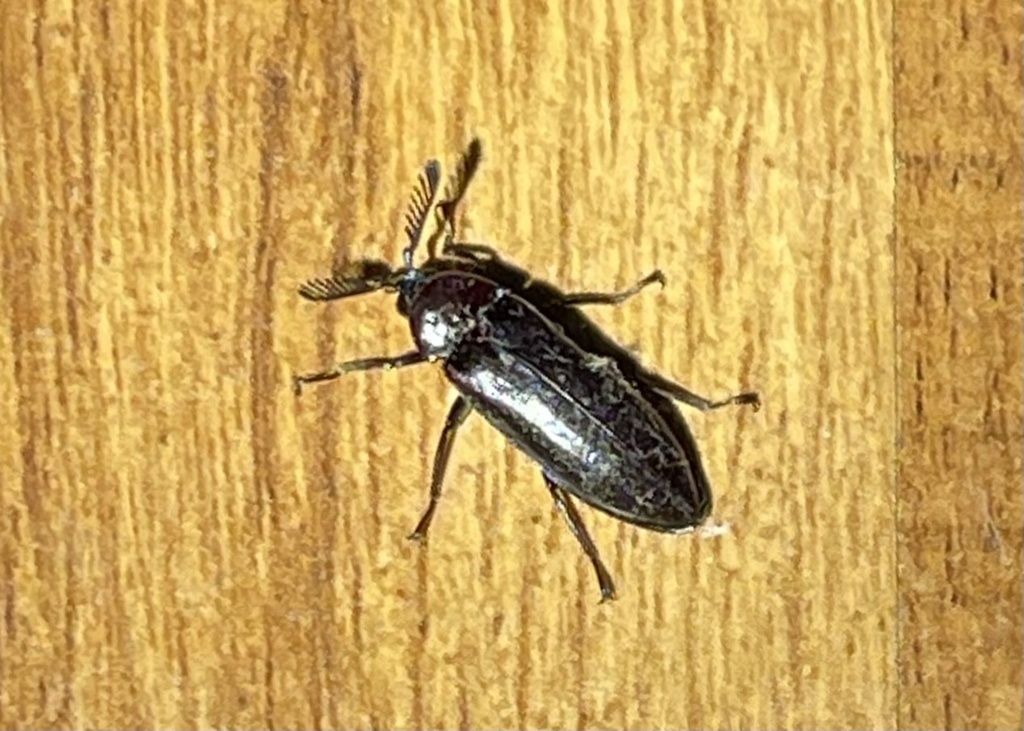 Callirhipid Cedar Beetles from Street 4 Pham Hung, Hoa Thanh, Tay Ninh ...