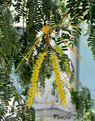 Prosopis cineraria