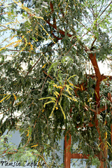 Prosopis cineraria