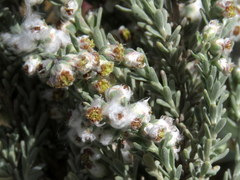 Eriocephalus racemosus racemosus
