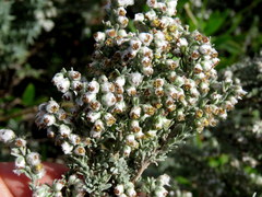 Eriocephalus racemosus racemosus