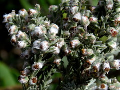 Eriocephalus racemosus racemosus