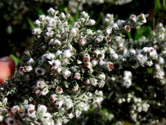 Eriocephalus racemosus racemosus