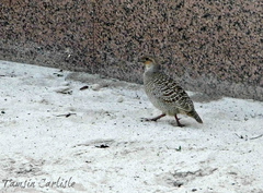Ortygornis pondicerianus