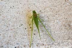 Microcentrum syntechnoides