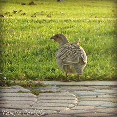 Ortygornis pondicerianus