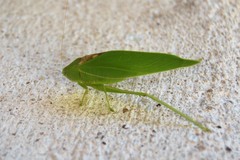 Microcentrum syntechnoides